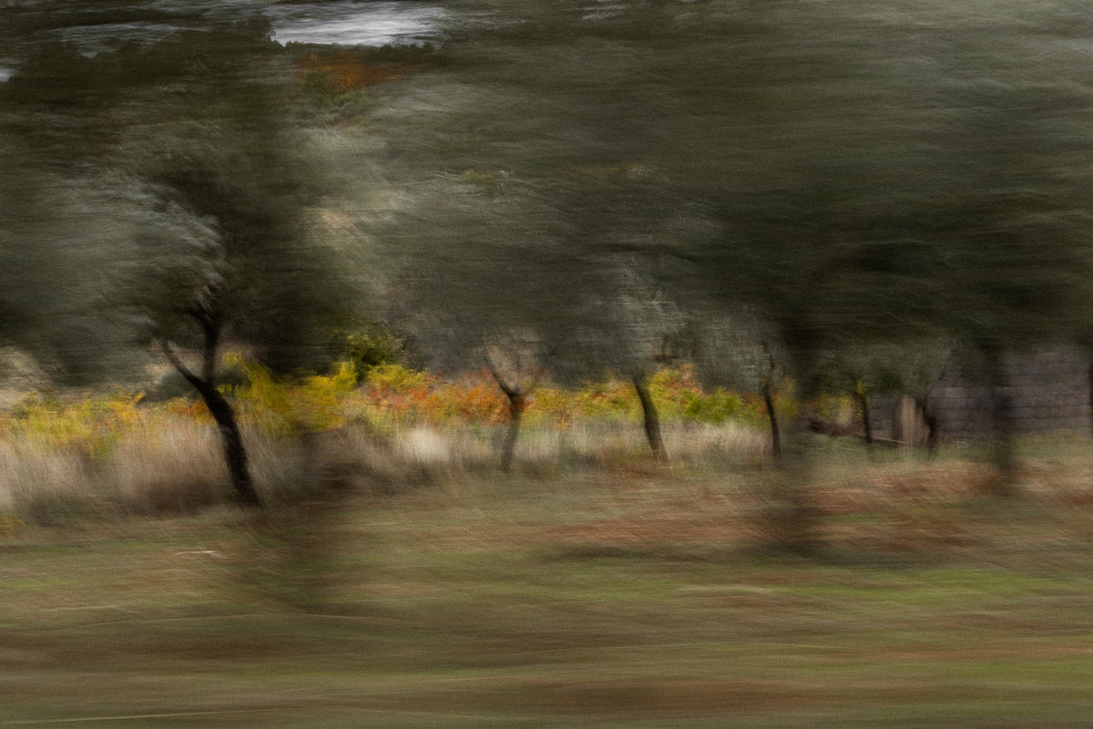 OLIVE OIL CLUB<br> POUR. REFILL. CONTINUE
