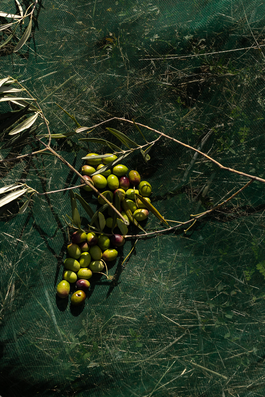 Huile d’olive portugaise Cantaria – récolte artisanale