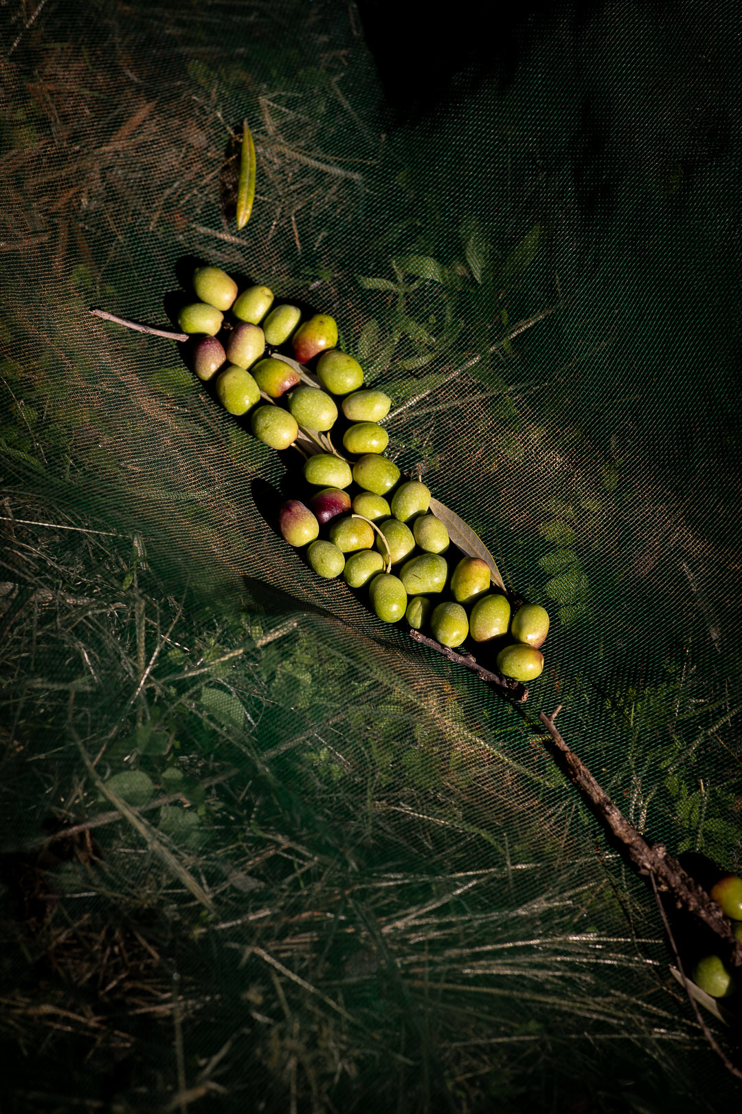 Huile d’olive portugaise Cantaria – récolte artisanale