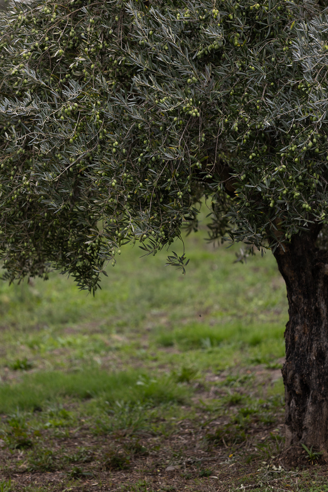 Olivier portugais avec olives vertes pour huile d’olive Cantaria