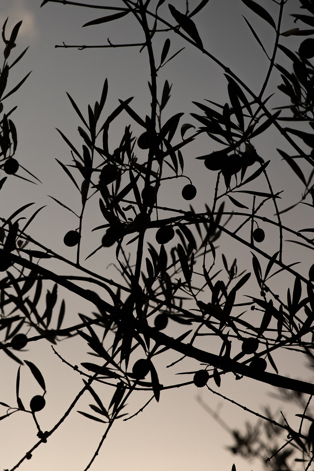 Cantaria - Une huile d’olive choisie par des épiceries fines exigeantes